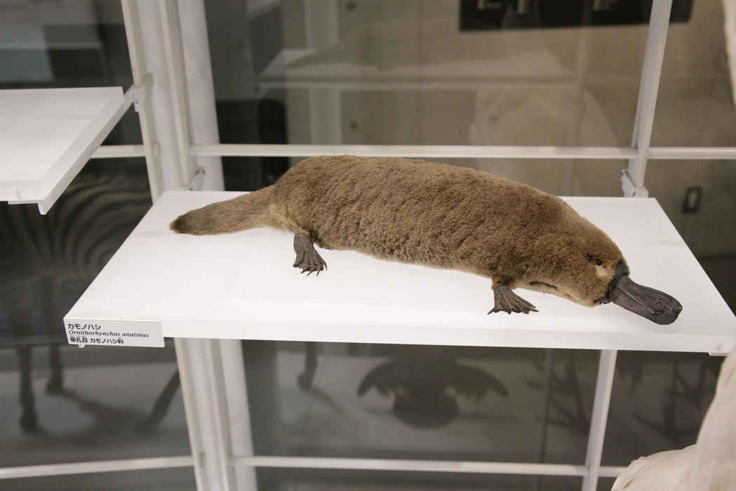 画像表示 | 常設展示データベース