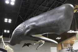 詳細(マッコウクジラ) | 常設展示データベース