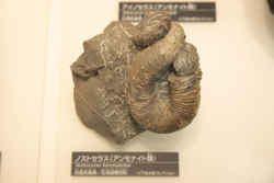 代表画像