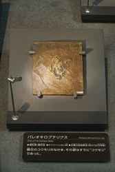 代表画像
