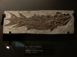 代表画像
